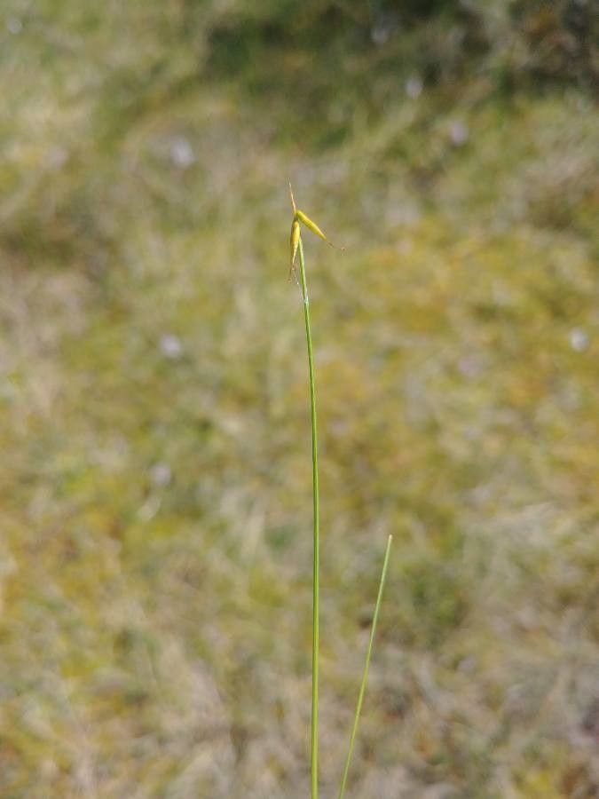 Carex pauciflora flower