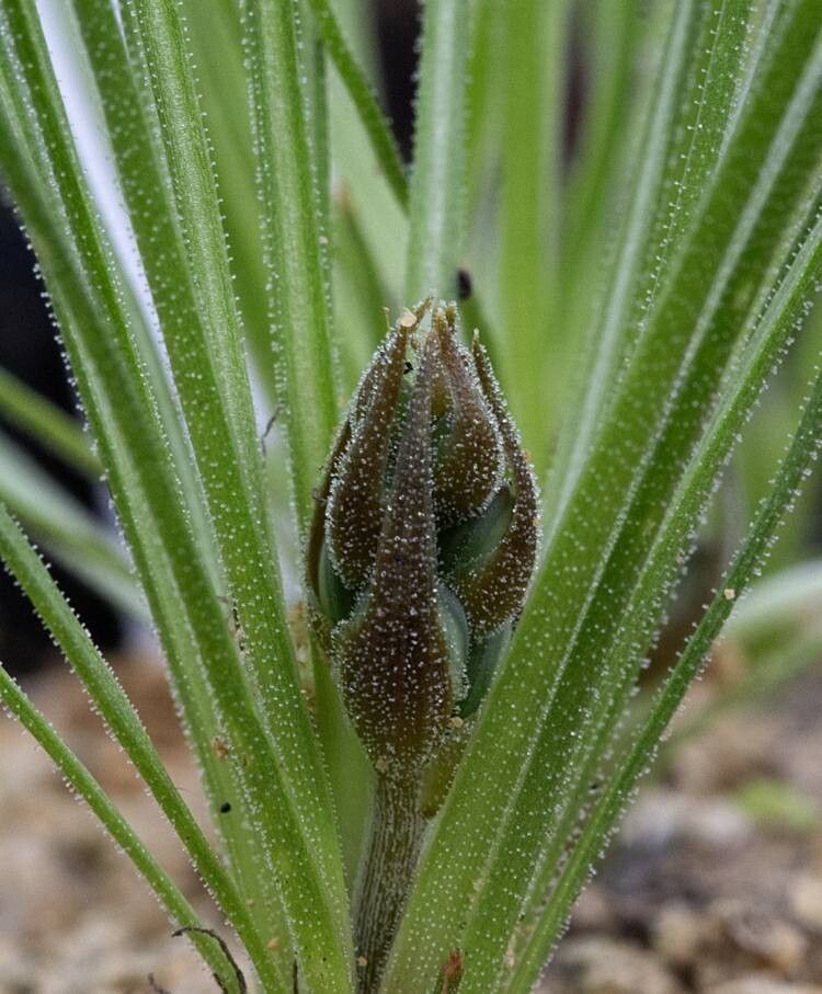 Albuca viscosa — houseplant care guide