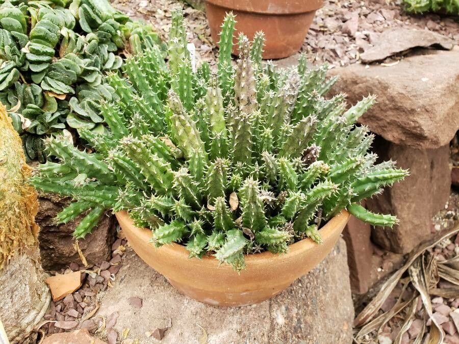 Huernia transvaalensis habit