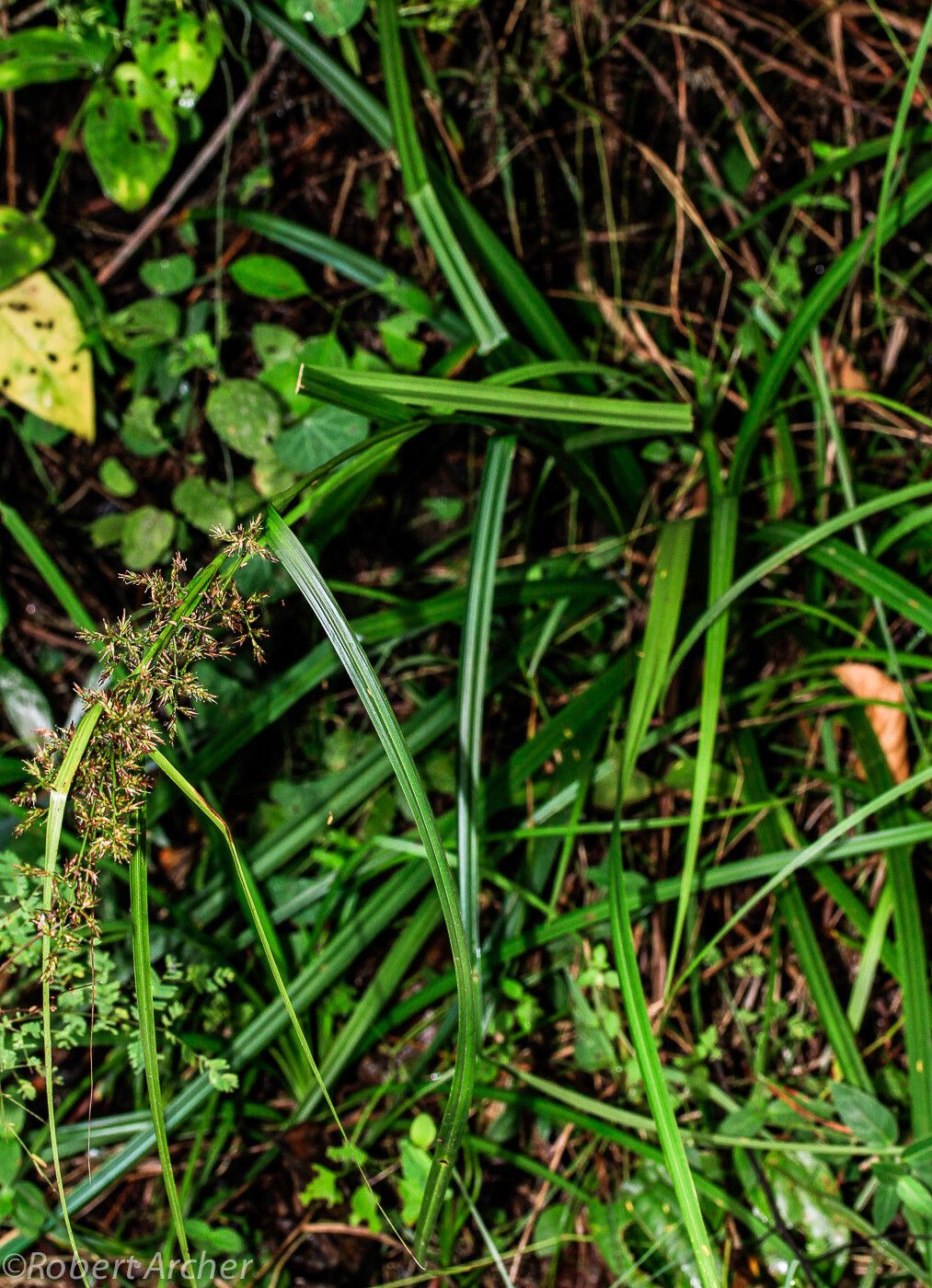 Carex spicatopaniculata habit