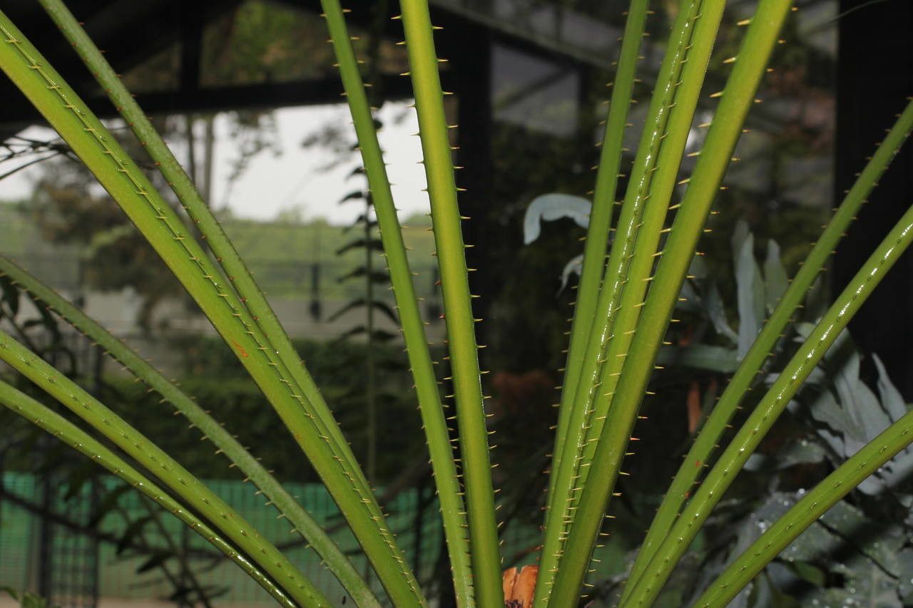 Cycas szechuanensis bark