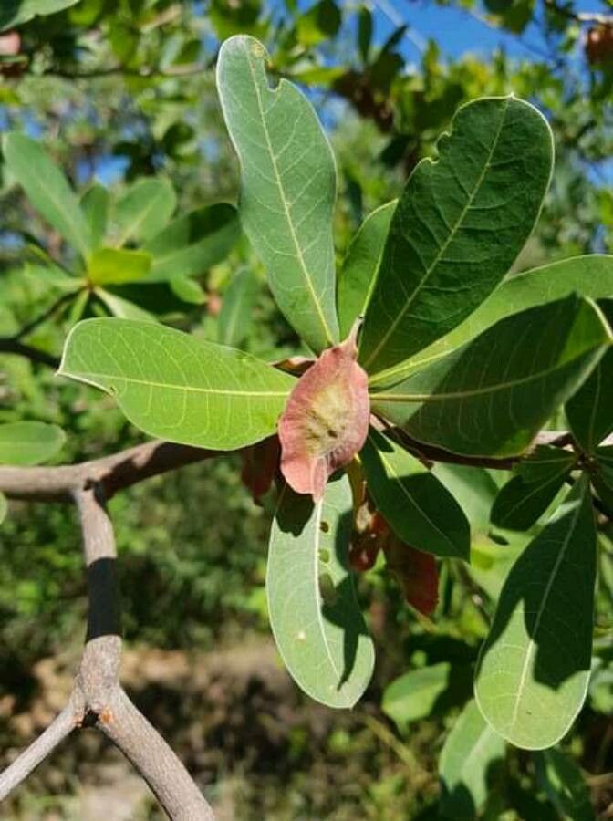 Terminalia sericea — search result for 'Terminalia'