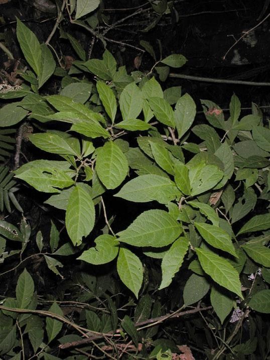 Hybanthus denticulatus habit