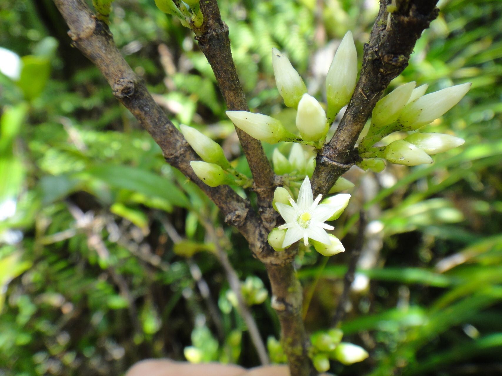 Geniostoma glaucescens — houseplant care guide