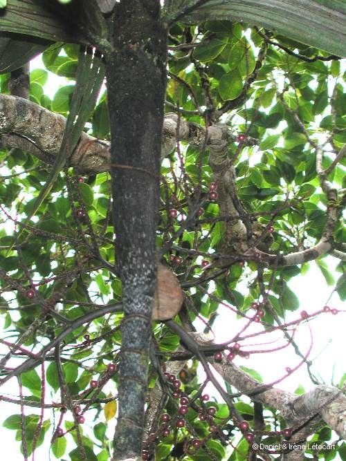 Basselinia vestita bark