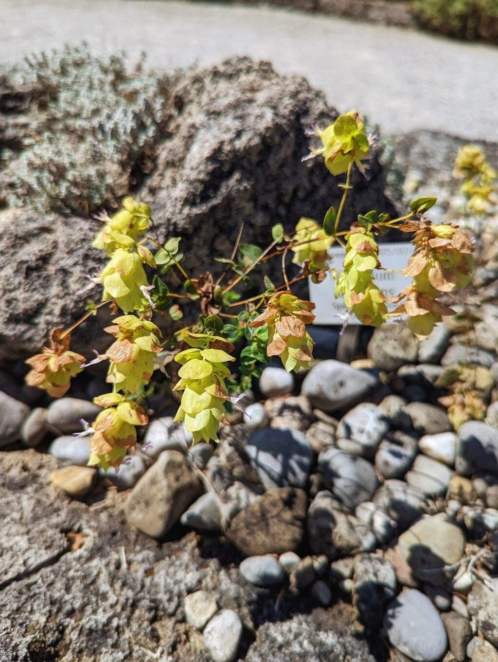 Origanum acutidens habit