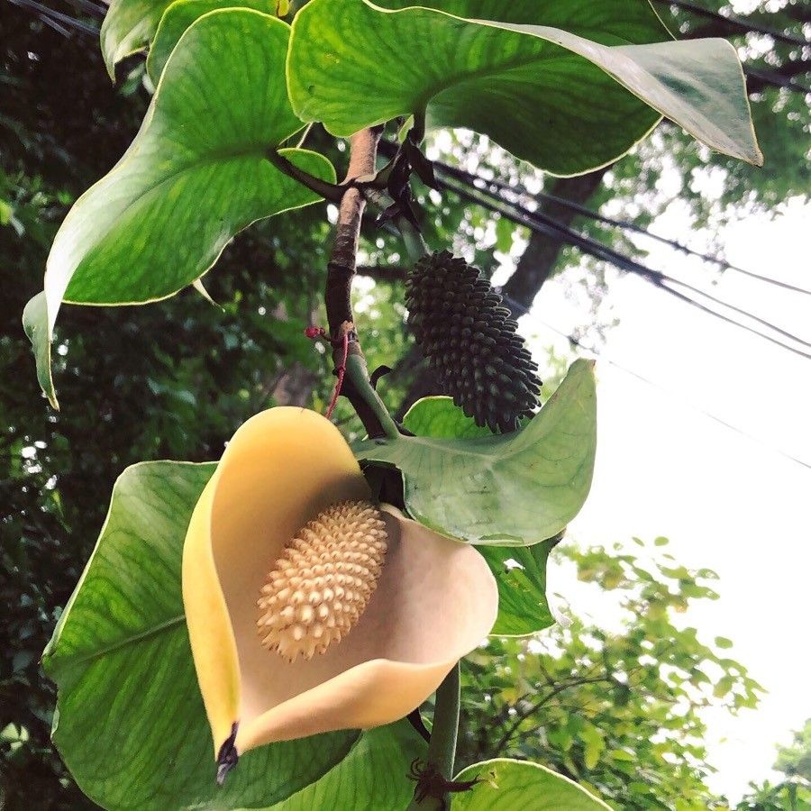 Monstera tuberculata flower