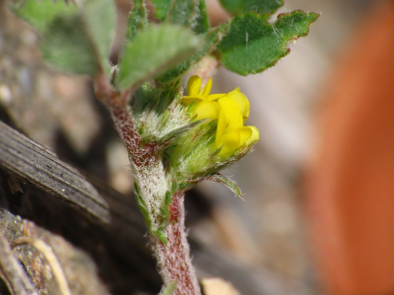 Medicago monspeliaca flower