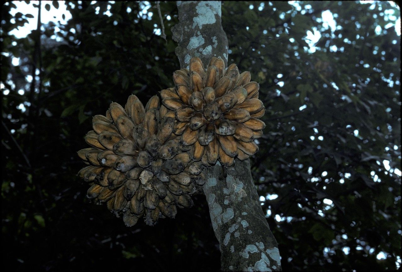 Hoya bandaensis fruit