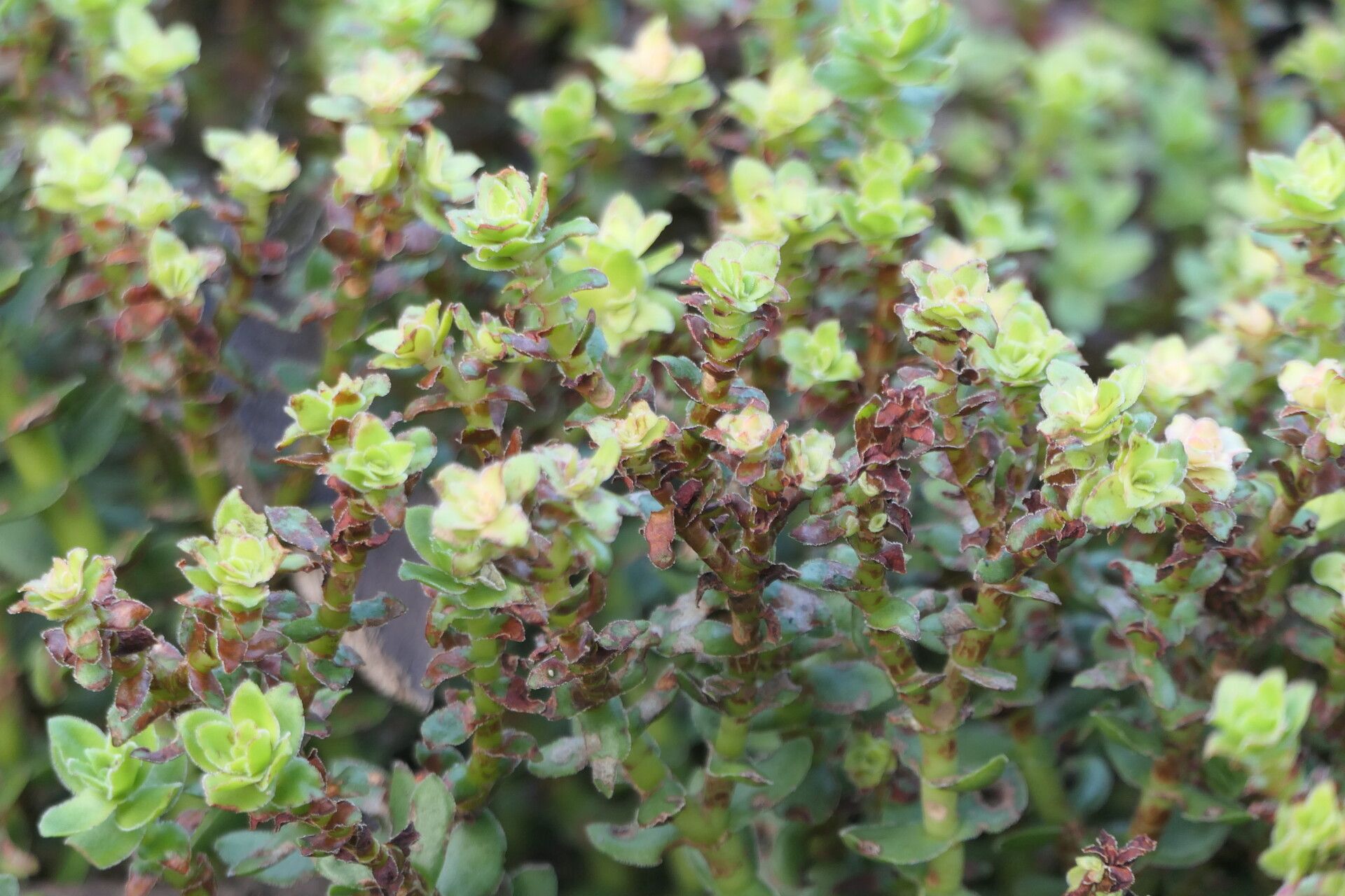 Crassula undulata leaf
