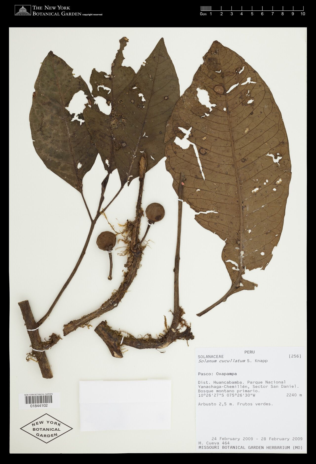 Solanum cucullatum — houseplant care guide