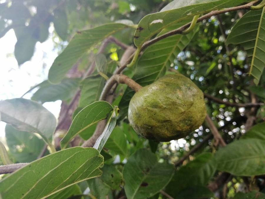 Annona reticulata fruit