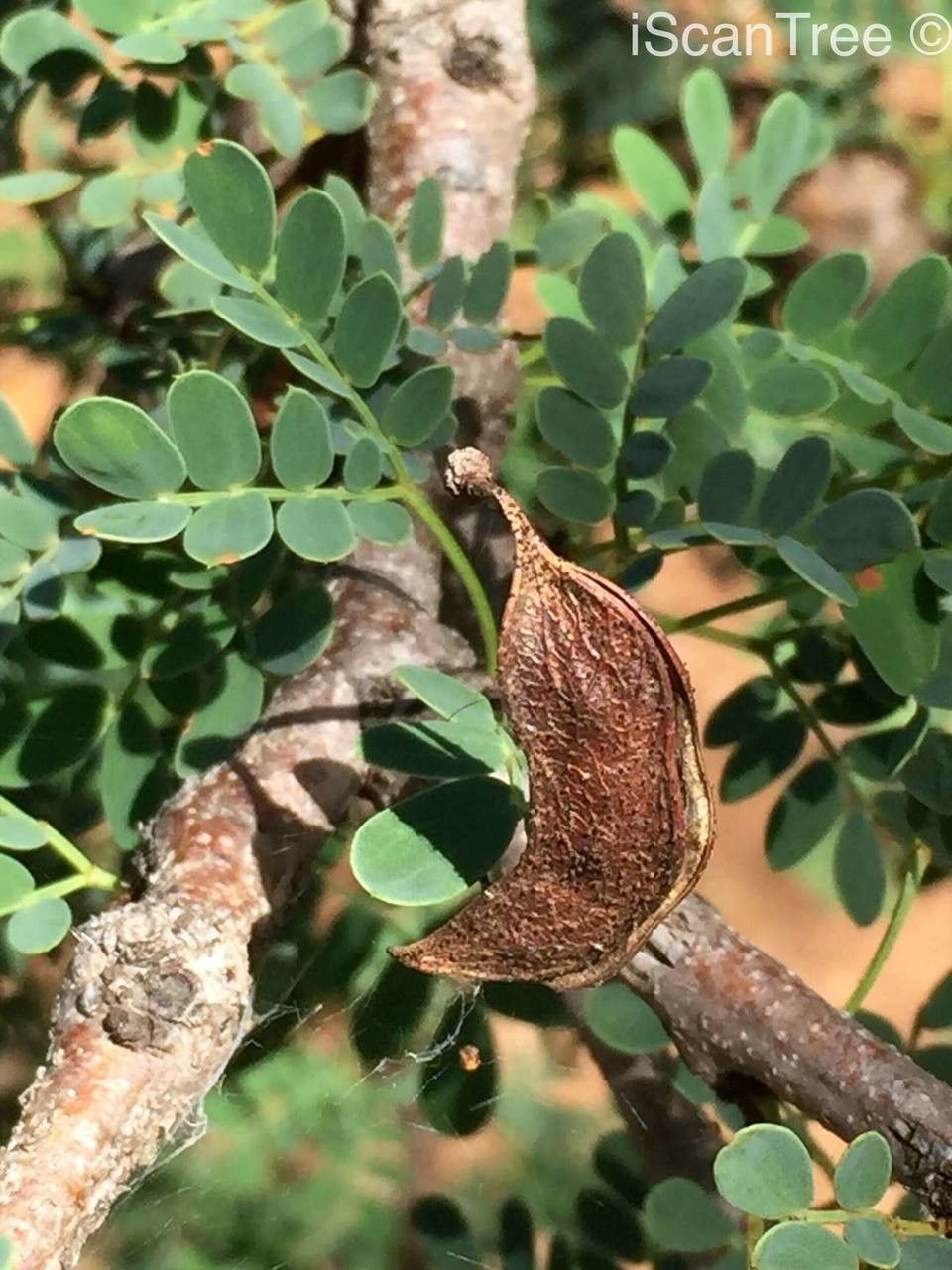 Vachellia permixta fruit