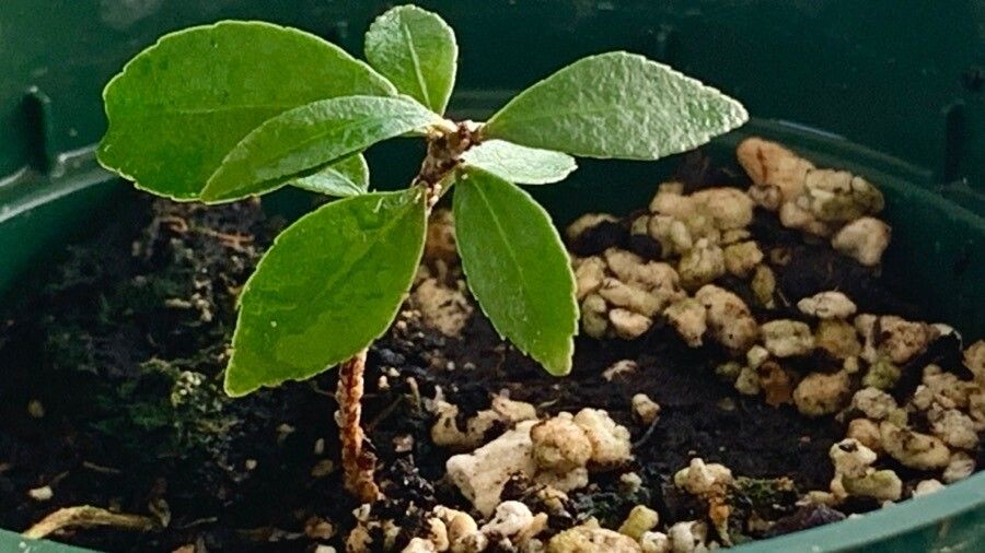 Maytenus tetragona — houseplant care guide