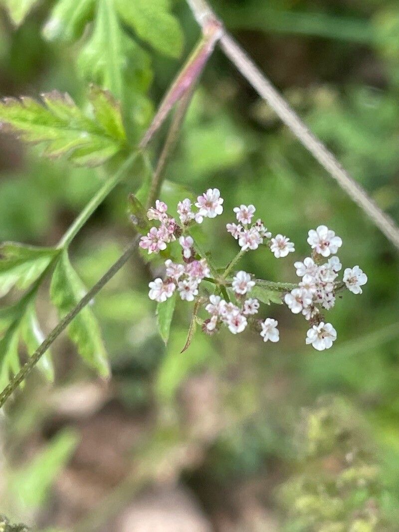 Torilis japonica flower