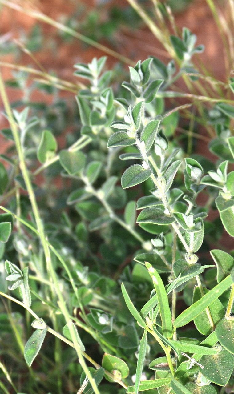 Indigofera cordifolia leaf