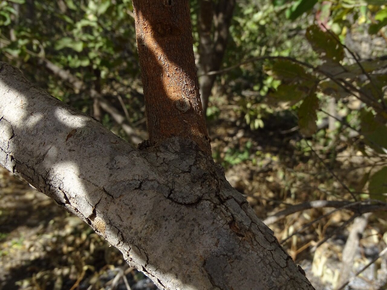 Combretum glutinosum bark