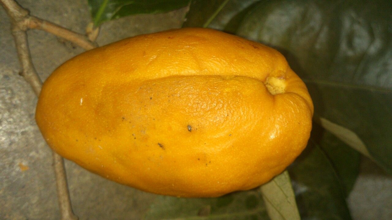 Couepia polyandra fruit