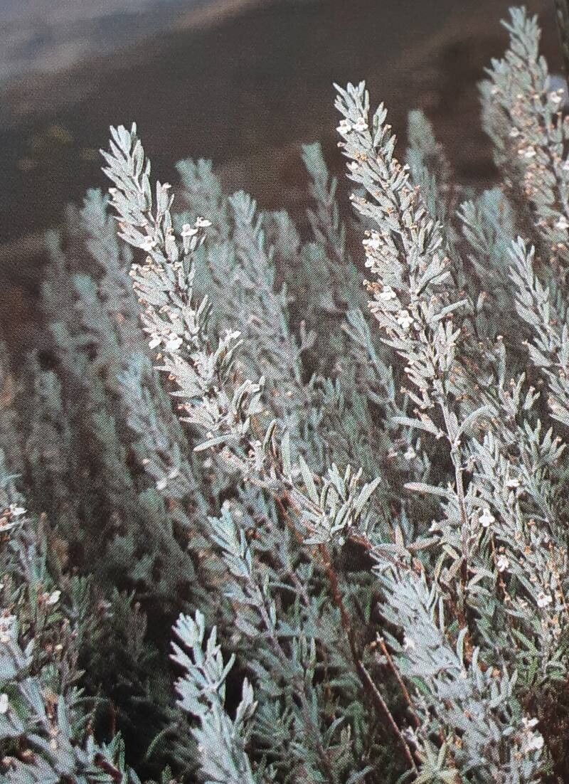 Micromeria tenuis — houseplant care guide