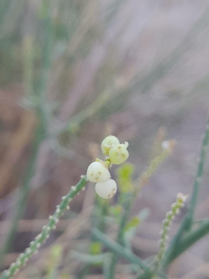 Ochradenus baccatus fruit