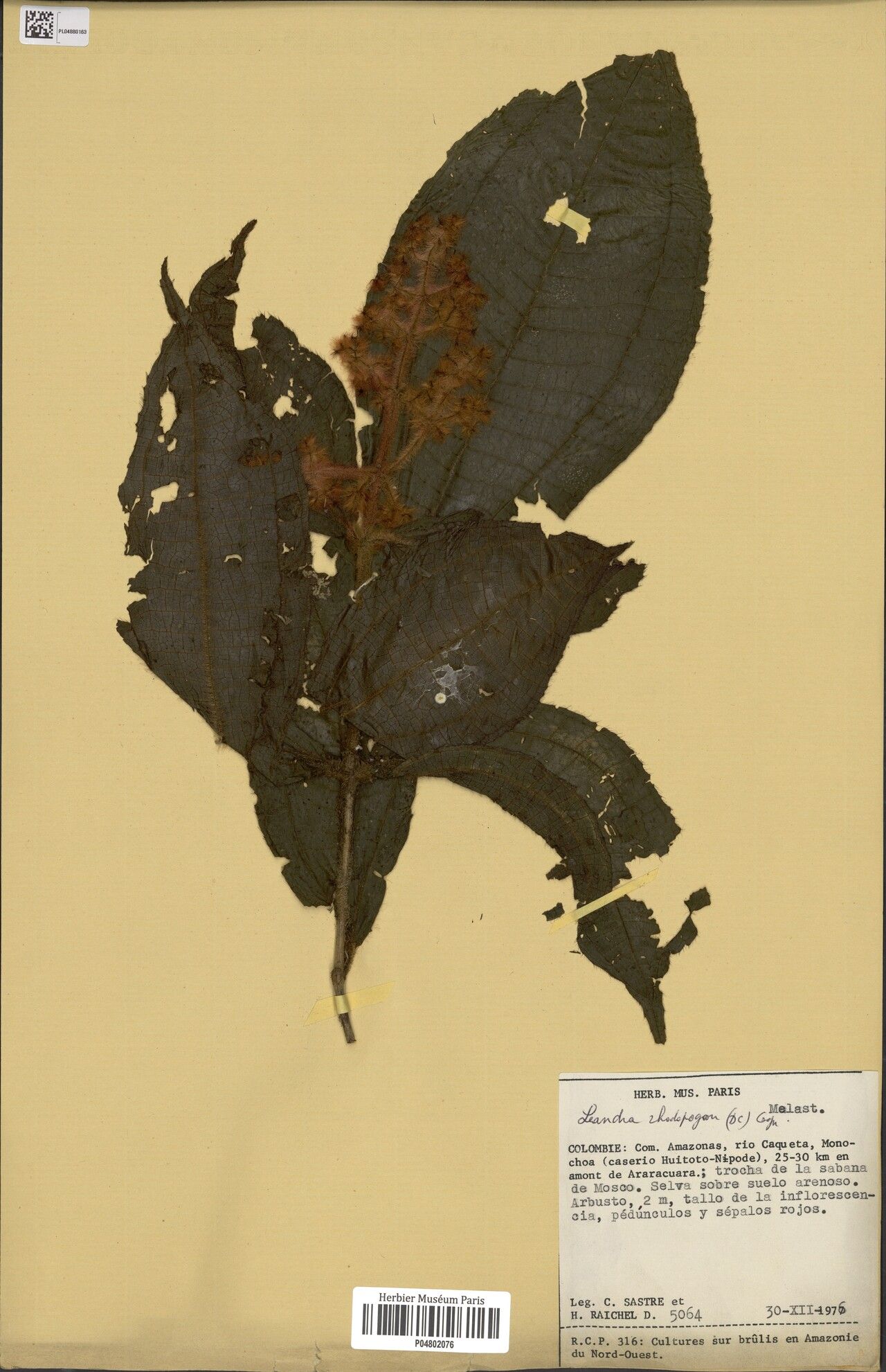 Miconia rhodopogon — houseplant care guide