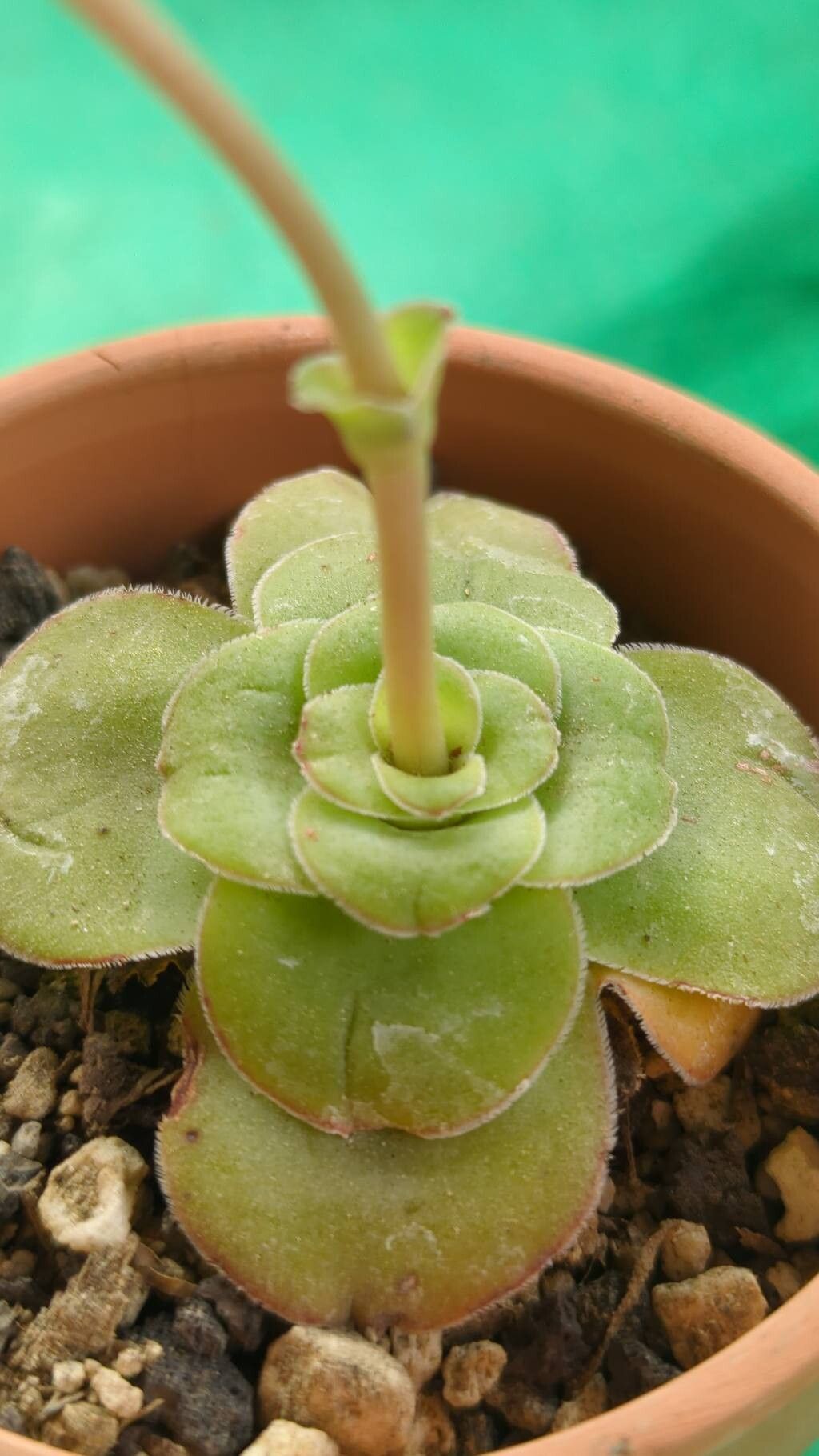 Crassula intermedia — houseplant care guide