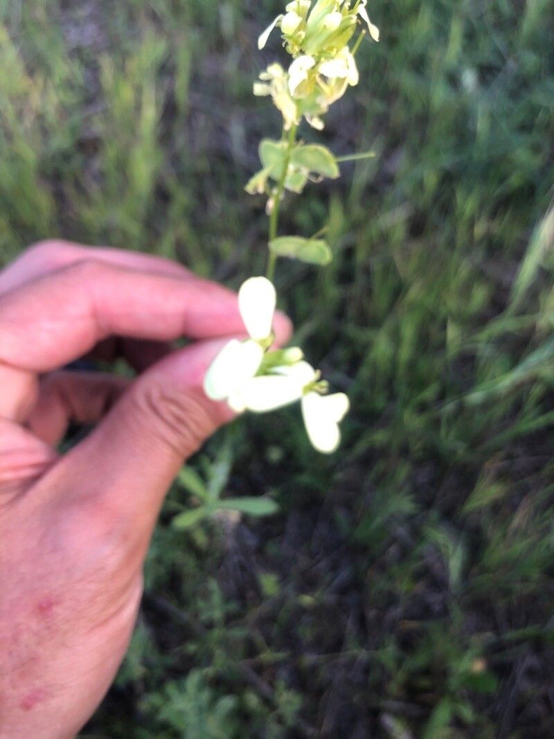 Biscutella auriculata flower