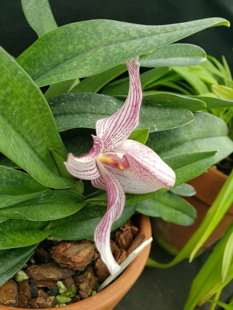 Paphiopedilum delenatii flower