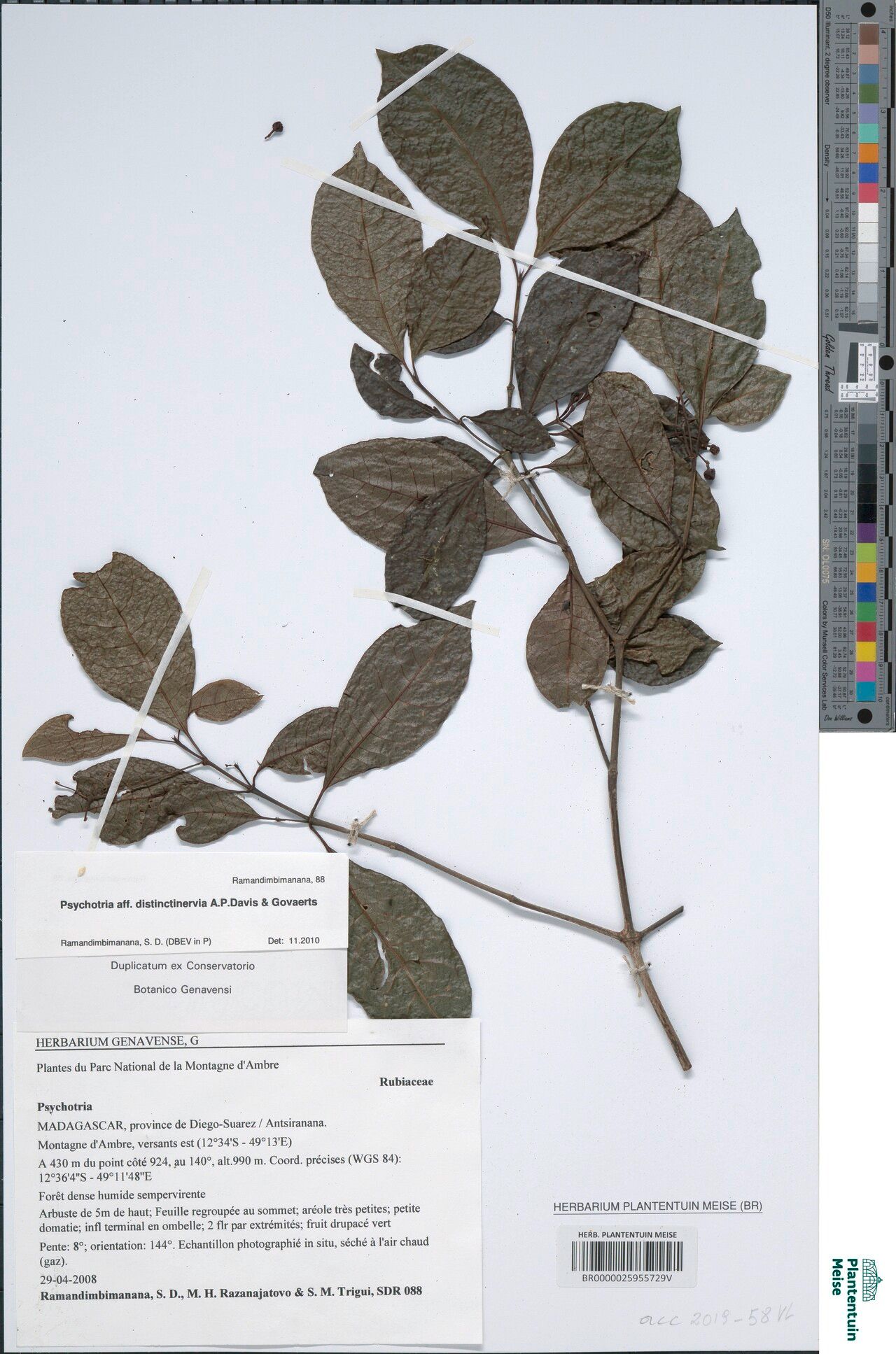 Psychotria distinctinervia — houseplant care guide