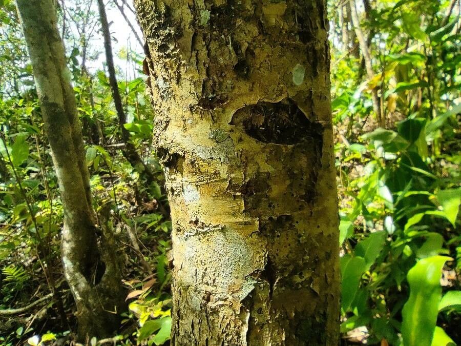 Calophyllum tacamahaca bark