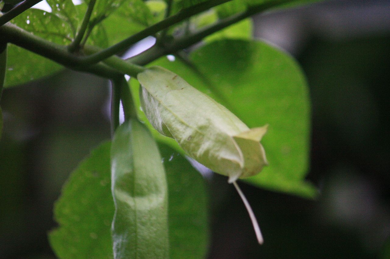 Quararibea parvifolia flower