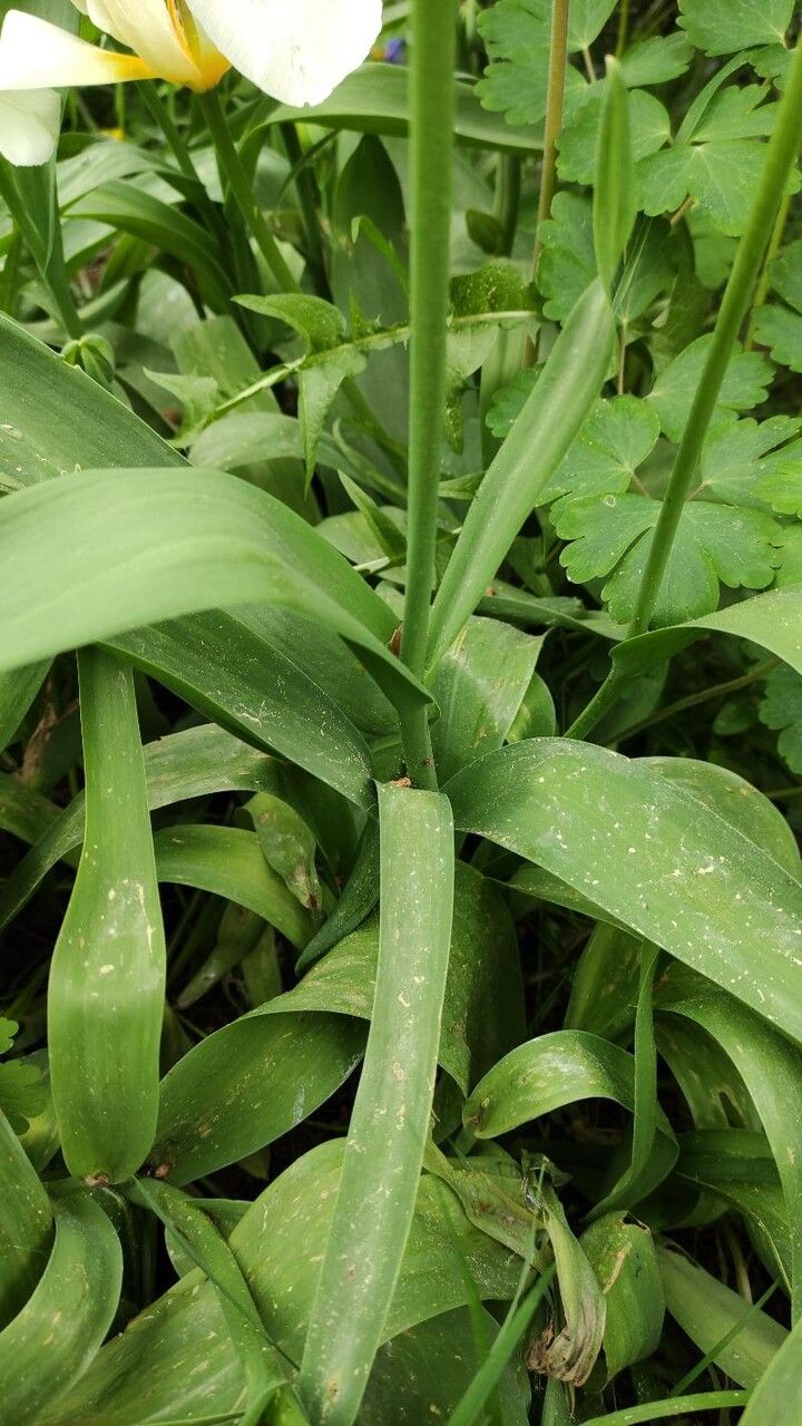 Tulipa marjolleti — search result for 'Tulipa'