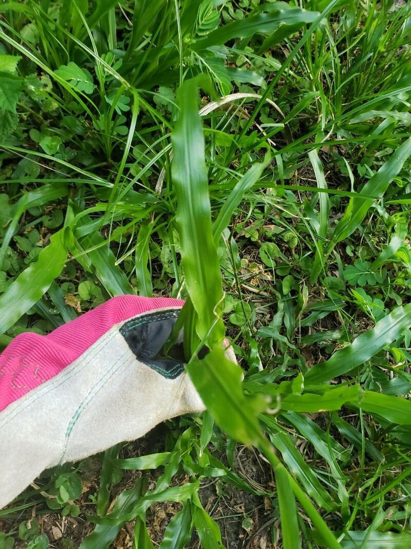 Paspalum fimbriatum leaf