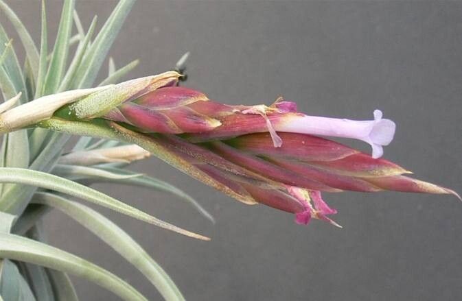 Tillandsia koehresiana — houseplant care guide