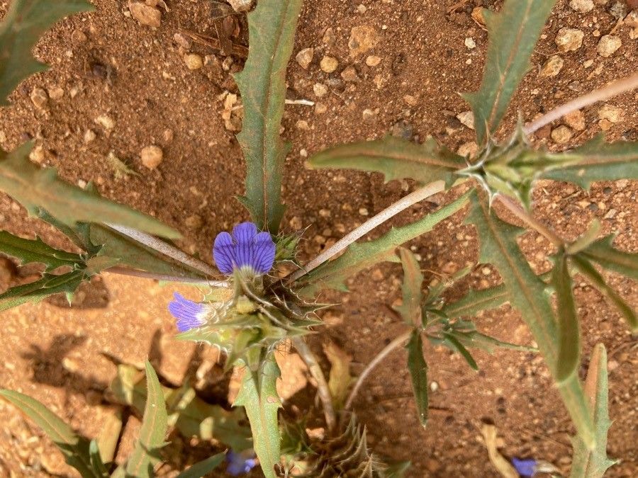 Blepharis linariifolia other