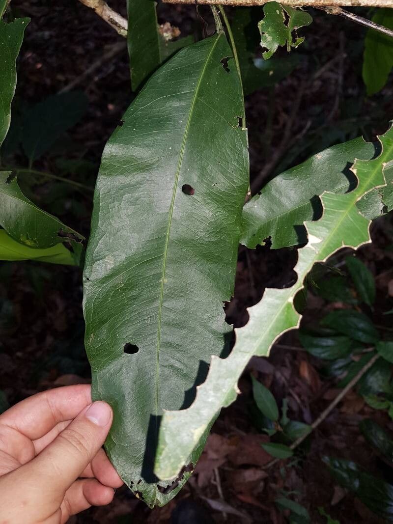 Swartzia simplex leaf