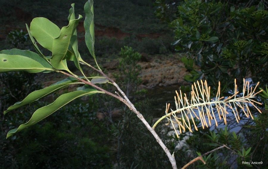 Virotia neurophylla flower