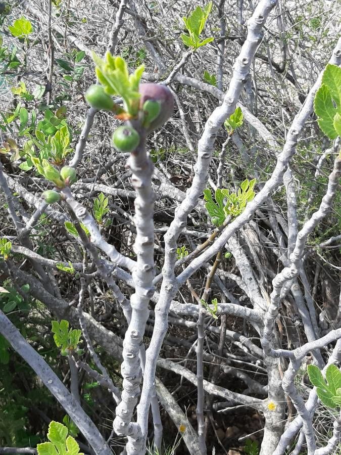 Malva canariensis fruit