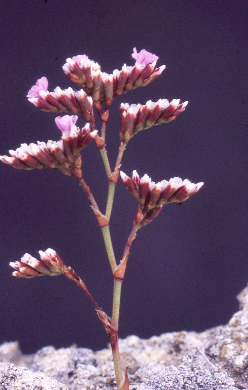 Limonium legrandii flower