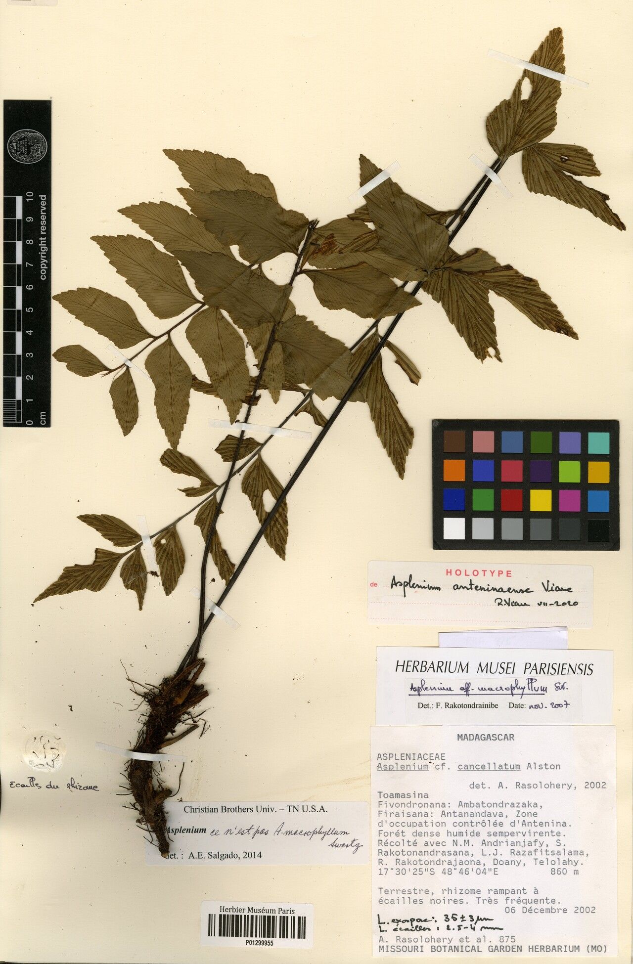 Asplenium anteninaense — houseplant care guide