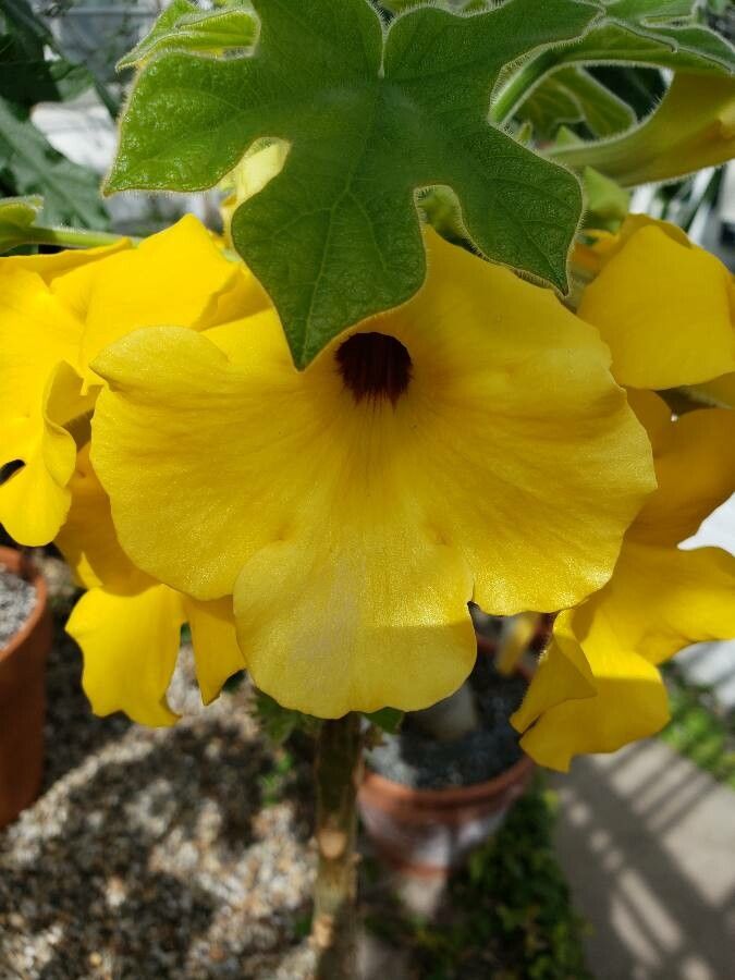 Uncarina peltata flower
