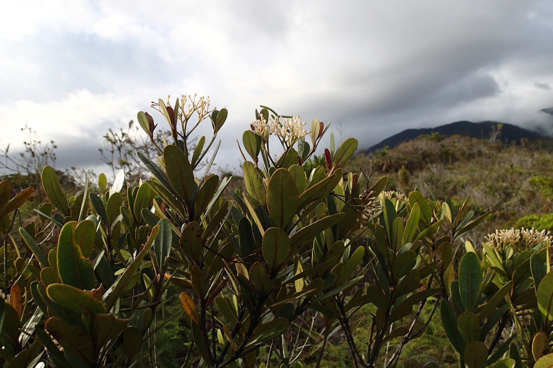 Alstonia legouixiae — search result for 'Alstonia'