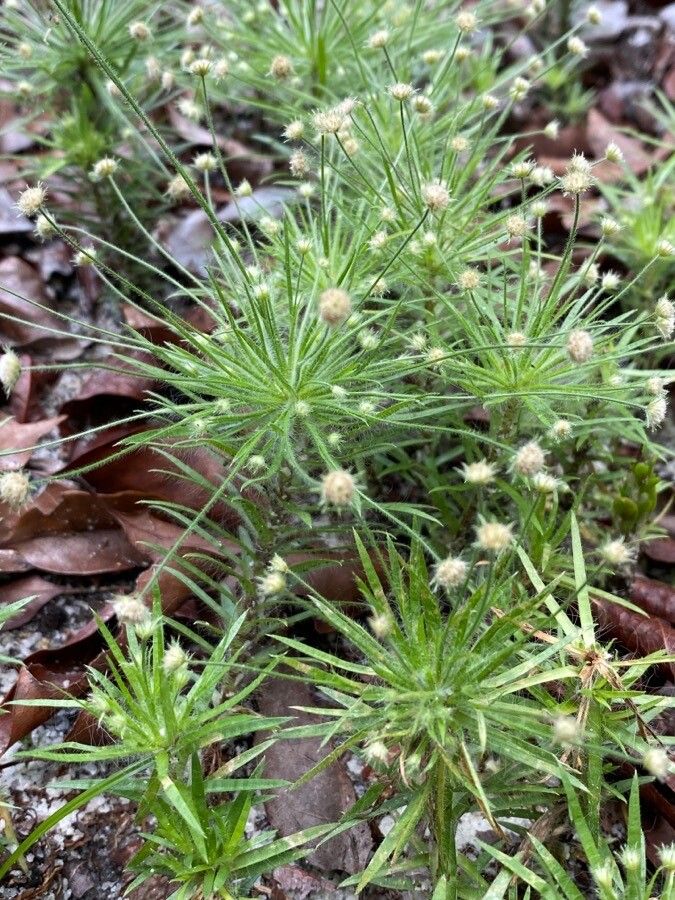 Paepalanthus bifidus — related species from the same genus