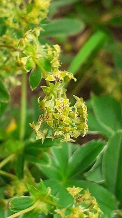 Alchemilla pallens flower