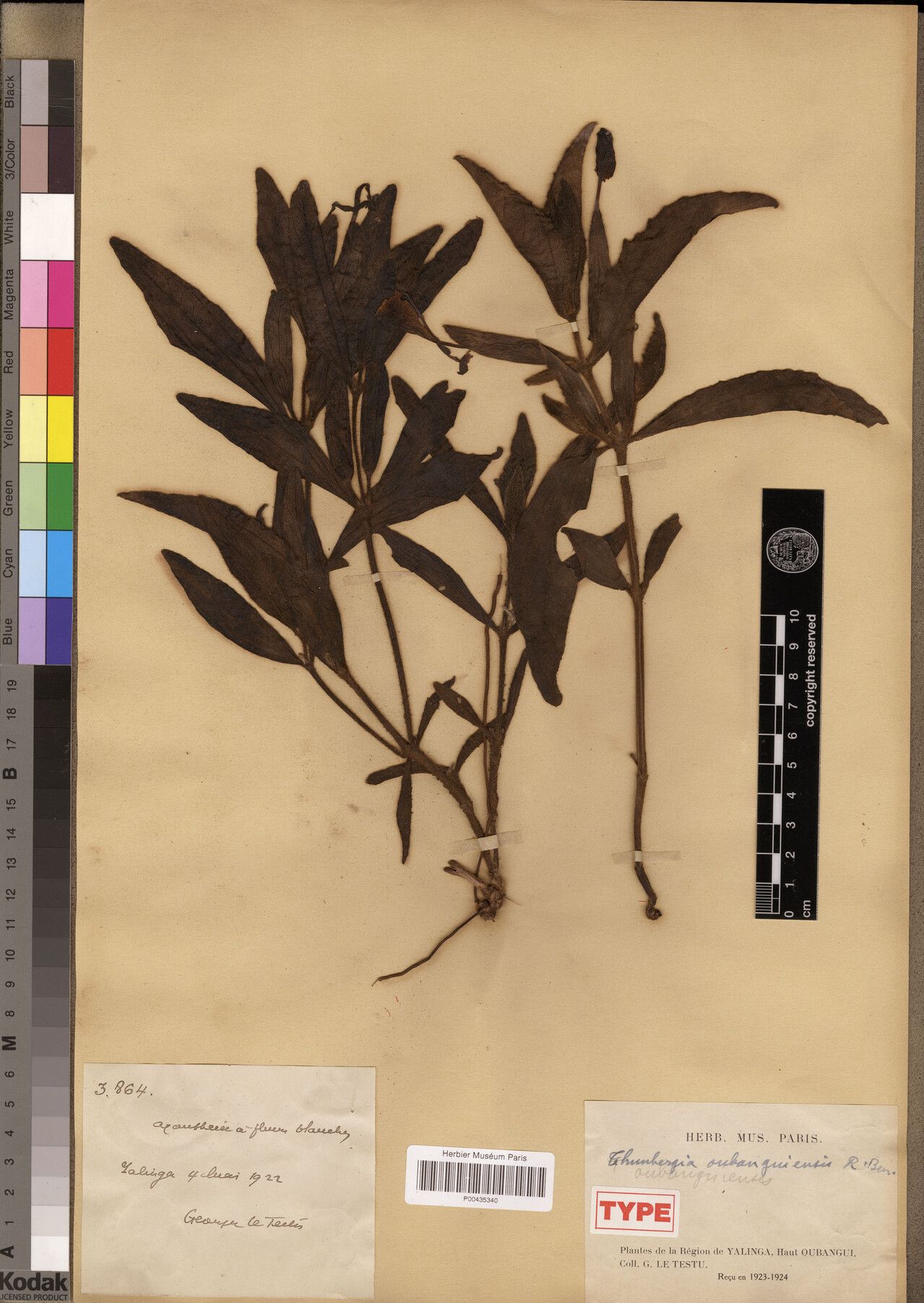 Thunbergia oubanguiensis — search result for 'Thunbergia'