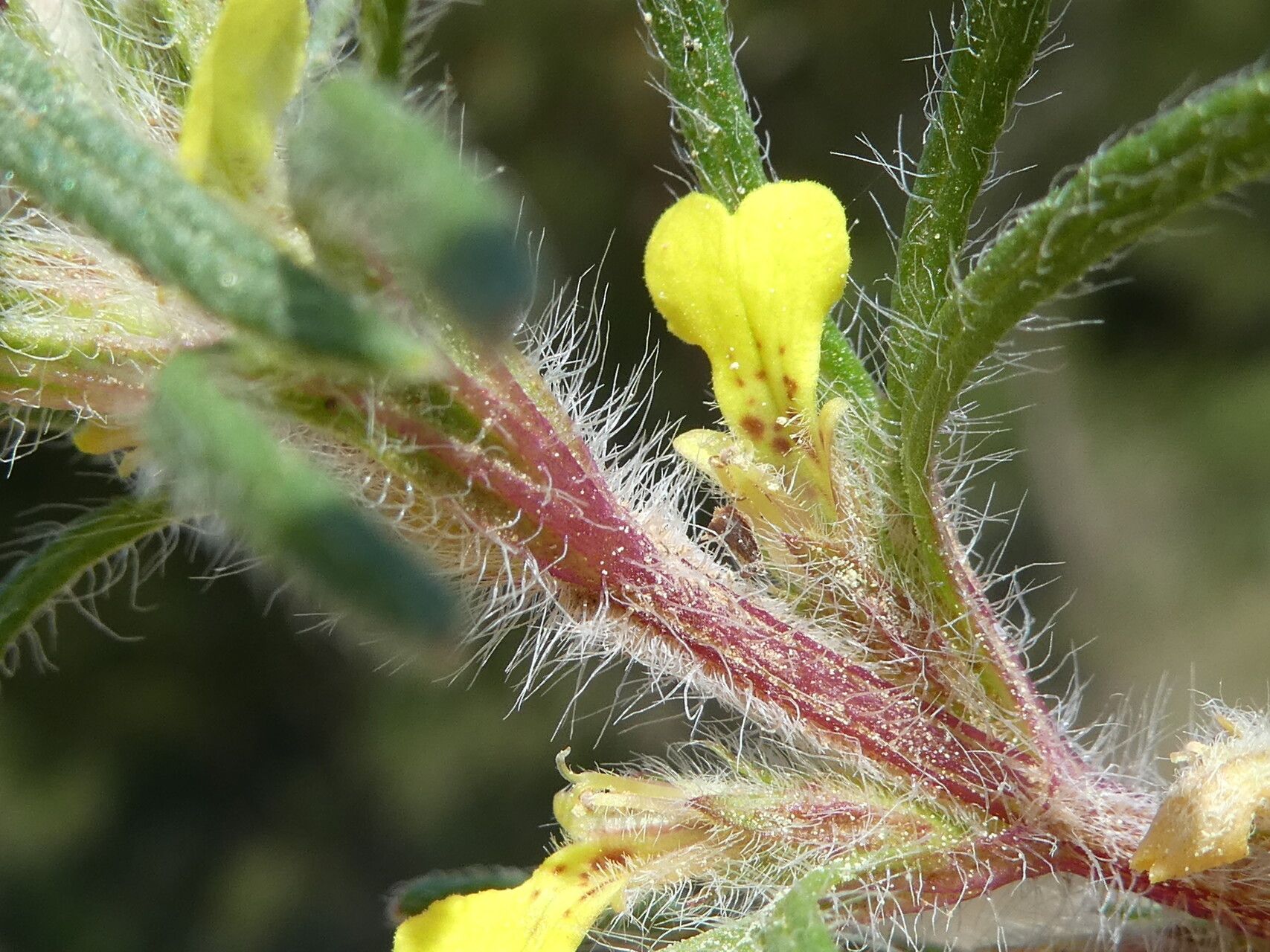 Ajuga chamaepitys bark