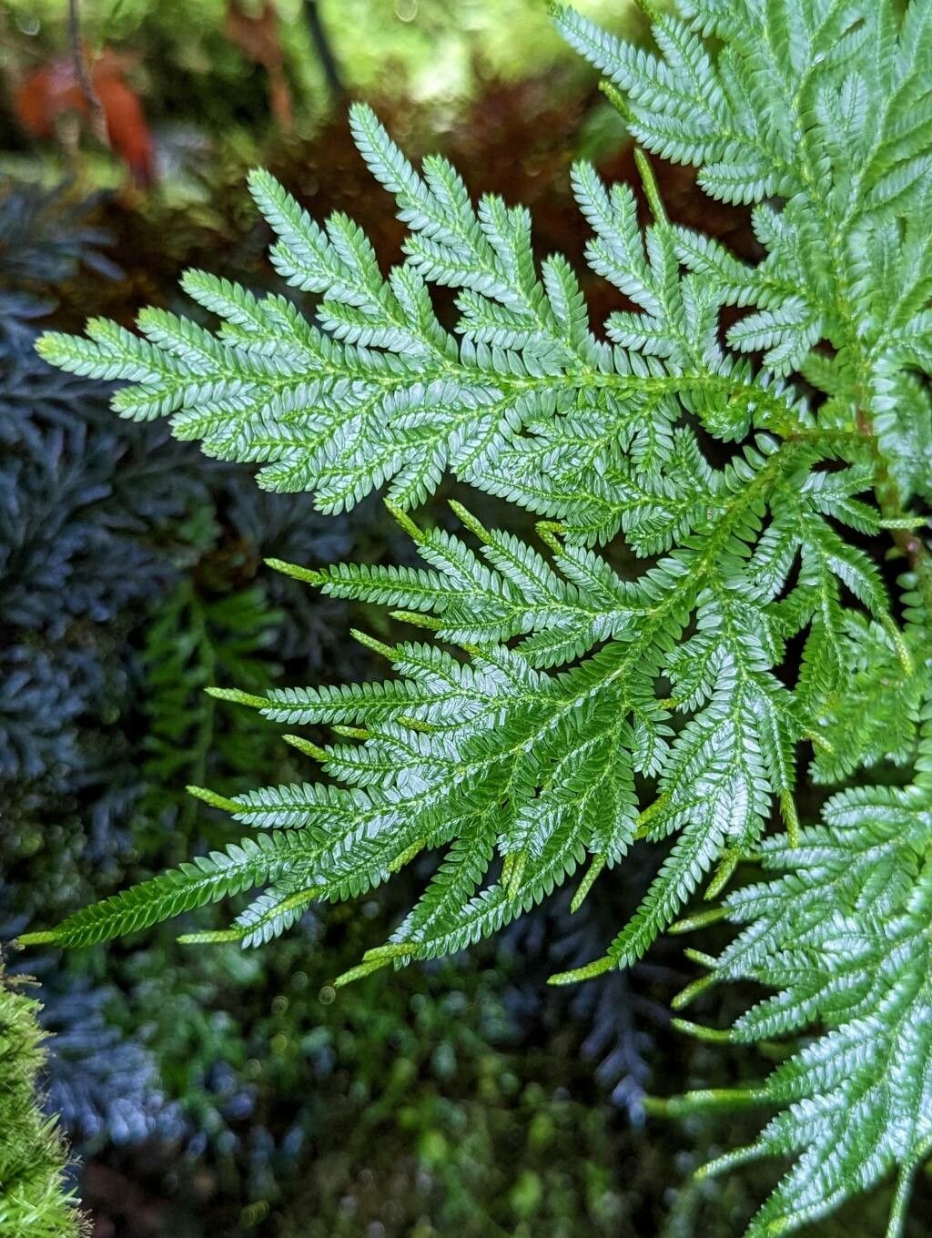 Selaginella roxburghii — houseplant care guide