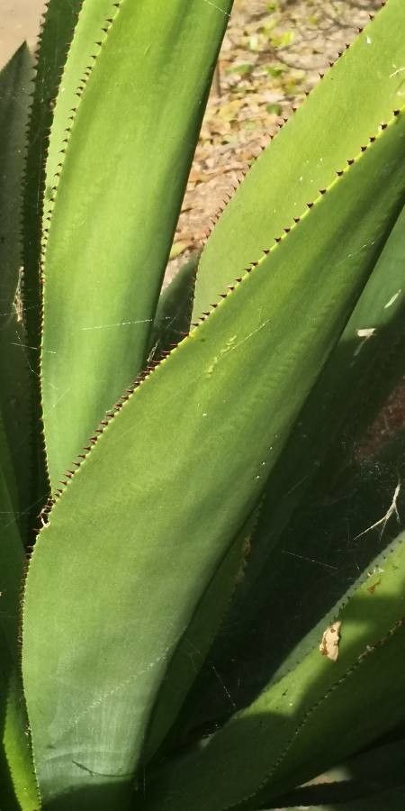 Agave anomala — search result for 'Agave'