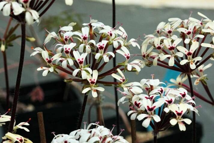 Pelargonium vinaceum habit