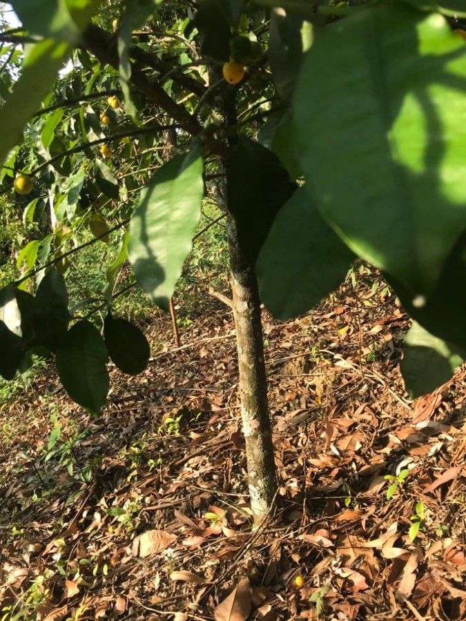 Garcinia cochinchinensis bark